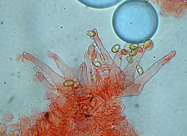 La Flora fungina negli aspetti microclimatici subtropicali